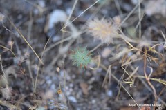 Trifolium sylvaticum