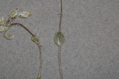 Cerastium semidecandrum