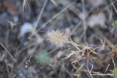 Trifolium sylvaticum