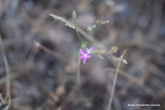 Silene scabriflora