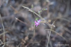 Silene scabriflora