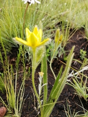 Hypoxis