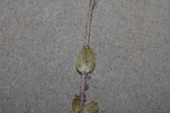 Cerastium semidecandrum