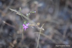 Silene scabriflora