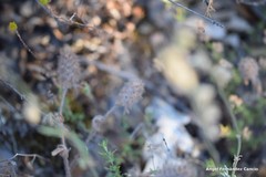 Trifolium sylvaticum