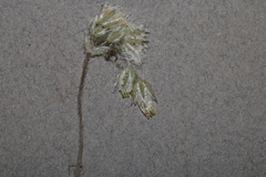 Cerastium semidecandrum