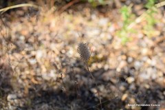 Trifolium sylvaticum