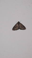Larentia malvata