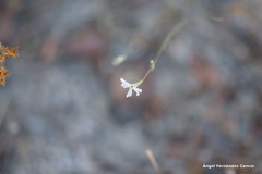 Silene portensis