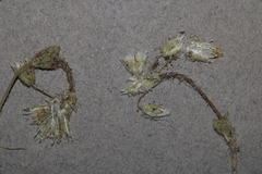 Cerastium semidecandrum