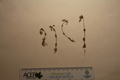 Cerastium semidecandrum