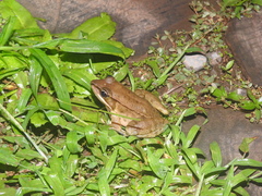 Lithobates maculatus