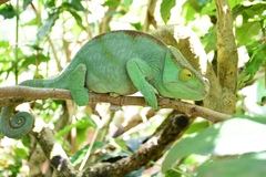 Calumma parsonii parsonii