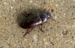 Tenebrionini