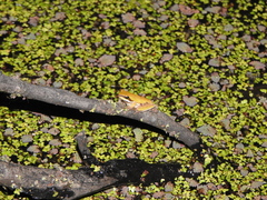 Litoria fallax
