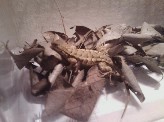 Sceloporus occidentalis occidentalis