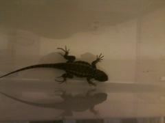 Sceloporus occidentalis occidentalis