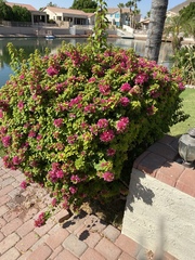 Bougainvillea