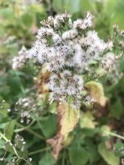Eupatorium perfoliatum