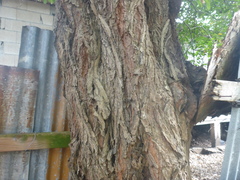 Tabebuia heterophylla