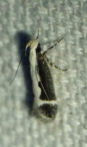 Aroga unifasciella photo 4