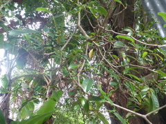 Tabebuia heterophylla