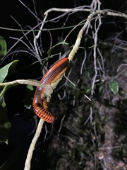 Aphistogoniulus erythrocephalus