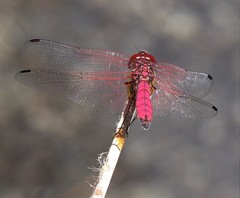 Trithemis selika