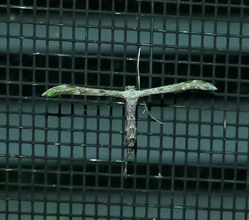 Black-marked Plume Moth photo 5