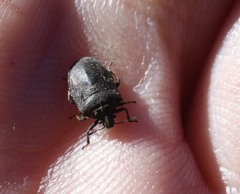 Amaurochrous cinctipes