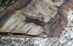 Arrhenodini