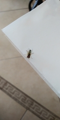 Syrphinae