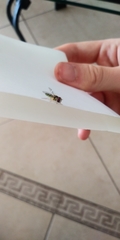 Syrphinae