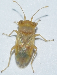 Engistus exsanguis