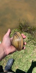 Pyganodon grandis