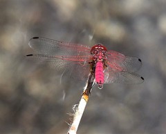 Trithemis selika