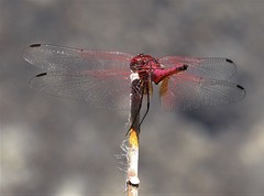 Trithemis selika