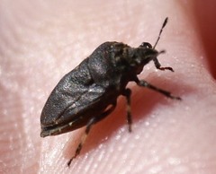 Amaurochrous cinctipes