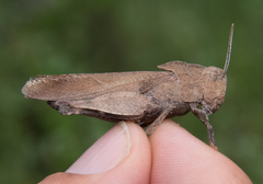 Tomonotus ferruginosus