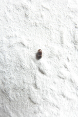 Trogoderma angustum