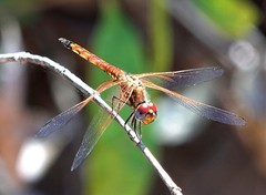Trithemis selika