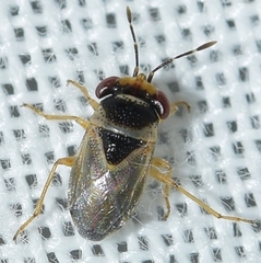 Geocoris megacephalus
