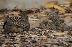 Ortygornis pondicerianus