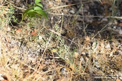 Thesium divaricatum