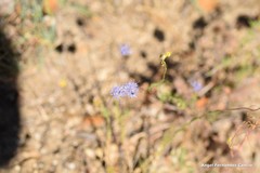 Jasione sessiliflora