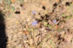 Jasione sessiliflora