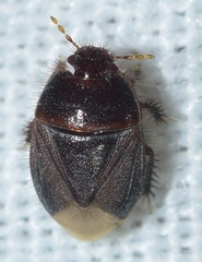 Byrsinus pilosulus