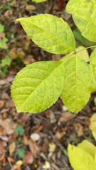 Fraxinus quadrangulata