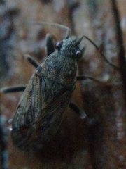 Peritrechus