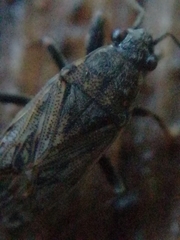 Peritrechus